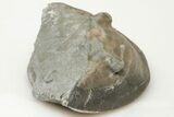 Bargain, 2.1" Enrolled Isotelus Trilobite - Mt. Orab, Ohio - #200474-1